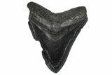 Bargain, Fossil Megalodon Tooth - South Carolina #360785-1